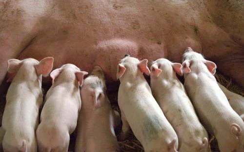 piglet-1639589_640